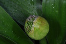vignette Allium globemaster