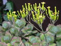 vignette Kalanchoe longiflora