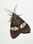 vignette Papillon (Nyctemera baulus)