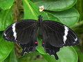 vignette Papillon (Papilio amynthor ssp. amynthor)