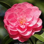 vignette Camlia ' GWAVAS  ' camellia hybride williamsii