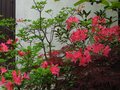 vignette Rhododendron Jolie Madame trs parfum au 03 05 12