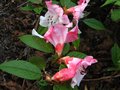 vignette Rhododendron Edgeworthii bien color et parfum au 03 05 12