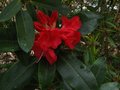 vignette Rhododendron Halfdan lem gros plan au 03 05 12