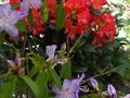 vignette Rhododendron Augustinii Electra en compagnie au 03 05 12