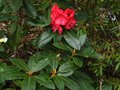 vignette Rhododendron Halfdan Lem autre vue  au 04 05 12