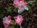 vignette Rhododendron Edgeworthii parfum au 04 05 12