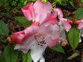 vignette Rhododendron Edgeworthii gros plan au 04 05 12
