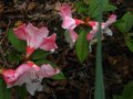 vignette Rhododendron Edgeworthii autre vue au 04 05 12