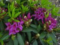 vignette Rhododendron Azurro qui dbute sa floraison au 03 05 12