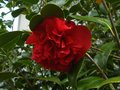 vignette Camellia japonica Kramer suprme toujours en forme au 04 05 12