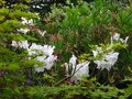vignette Rhododendron Loderi King Georges magnifique au 04 05 12