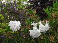 vignette Rhododendron Loderi King Georges dans son environnement au 04 05 12