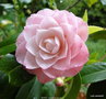 vignette Camlia ' KITTY ' camellia japonica