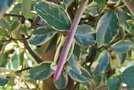 vignette Trachelospermum jasminoides 'Variegatum'