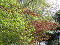 vignette Htre pourpre (Fagus sylvatica purpurea