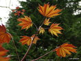 vignette Erable pourpre, Acer platanodes ' Crimson king '