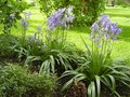 vignette Hyacinthoides non-scripta