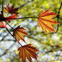 vignette Erable pourpre, Acer platanodes ' Crimson king '