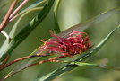 vignette Grevillea asplenifolia