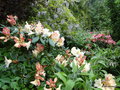 vignette Rhododendron ' Horizon Monarch ' et autres ..