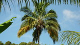 vignette palmier Syagrus amara