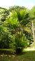 vignette Palmier Pinanga coronata