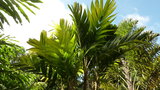 vignette Palmier Pinanga coronata