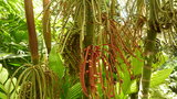 vignette Palmier Pinanga coronata fruits