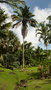 vignette palmier Syagrus amara