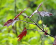 vignette Erable pourpre, Acer platanodes ' Crimson king '