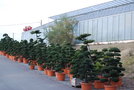 vignette Ilex crenata