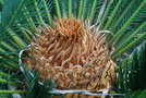 vignette Cycas revoluta