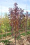 vignette Fraxinus oxycarpa 'Raywood'