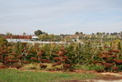 vignette Cryptomeria japonica 'Elegans'