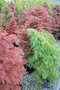 vignette Cryptomeria japonica 'Elegans' & Cryptomeria japonica 'Elegans Viridis'