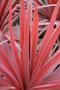 vignette Cordyline australis 'Red Star'