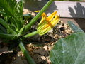 vignette Cucurbita pepo ssp. pepo, courgette, fleur femelle