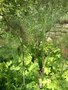 vignette fenouil pourpre, Foeniculum vulgare 'Purpureum'