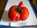 vignette tomate 'Saint Pierre'
