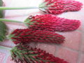 vignette Trifolium incarnatum, trfle incarnat