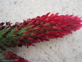 vignette Trifolium incarnatum, trfle incarnat