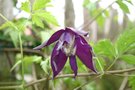 vignette Clematis macropetala 'Purple Spider'