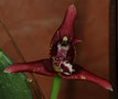 vignette Maxillaria tenuifolia : petite division qui fleurit