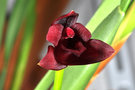 vignette Maxillaria variabilis - Maxillariella variabilis (clone rouge sombre)