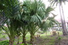 vignette palmier Corypha umbraculifera (talipot)