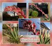 vignette Beschorneria yuccoides, lis du Mexique