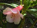 vignette Rhododendron Polyroy aux trs grandes fleurs au 10 05 12