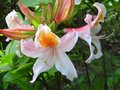 vignette Rhododendron Delicatissimum trs finement parfum au 10 05 12