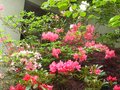 vignette Rhododendrons en compagnie au 08 05 12